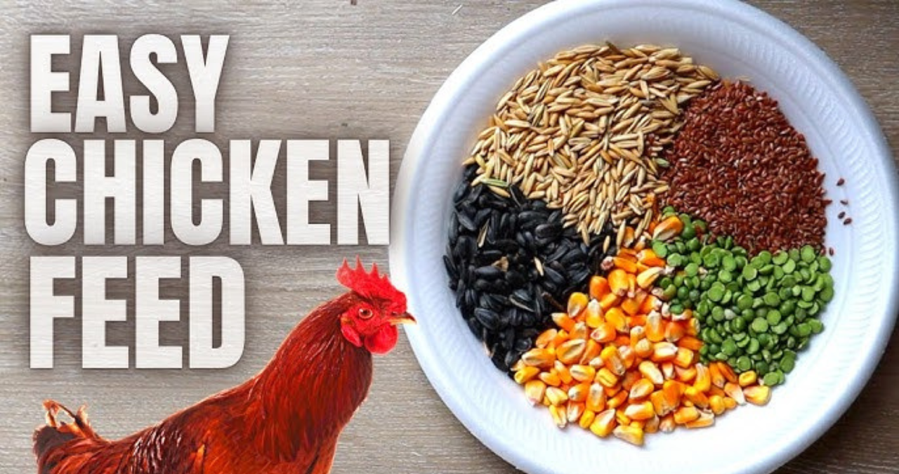 Finding the Best Chicken Feed for Laying Eggs: The Ultimate Guide to Finding the Best Chicken Feed for Laying Eggs