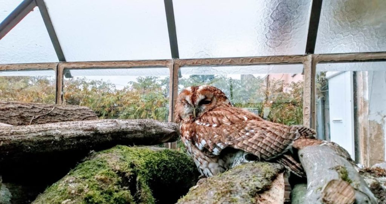 How Much Does an Owl Cost